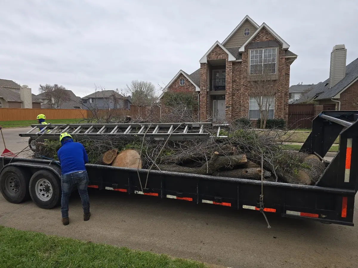 Expert Tree Pest Control with proper safety equipment in Elim